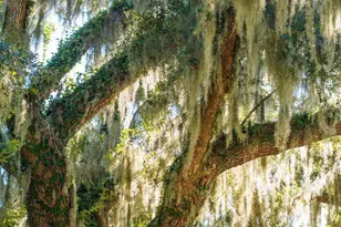 210 Old Plantation Dr W, Beaufort, SC 29907 - Photo 66