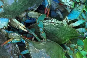 1185 Brotherhood Way, Beaufort, SC 29902 - Photo 62