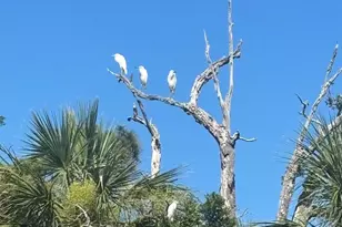 130 Sea Otter Ln, Ladys Island, SC 29920 - Photo 30