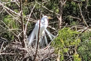 130 Sea Otter Ln, Ladys Island, SC 29920 - Photo 34