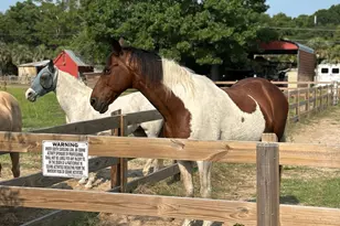 19 Belle Isle Farms, Beaufort, SC 29907 - Photo 68