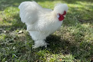 19 Belle Isle Farms, Beaufort, SC 29907 - Photo 70