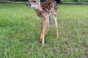 19 Belle Isle Farms, Beaufort, SC 29907 - Photo 72