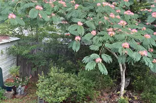 50 Scipio Rd, Beaufort, SC 29906 - Photo 62