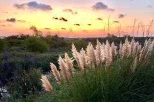 3 Cedar Reef, Saint Helena Island, SC 29920 - Photo 32