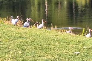 91 Front St, Saint Helena Island, SC 29920 - Photo 58