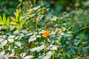 1700 Lafayette St, Beaufort, SC 29902 - Photo 36