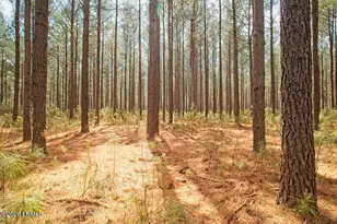 1342 Thomas Hamilton Rd, Brunson, SC 29911 - Photo 46
