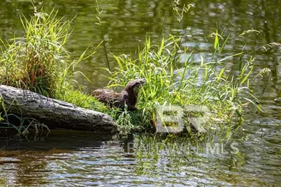 123 Kelly Lane, Gulf Shores, AL 36542 - Photo 26