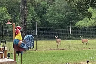 21305 River Rd, Robertsdale, AL 36567 - Photo 14