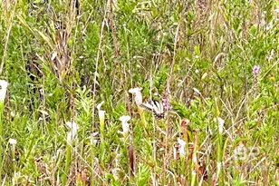 21305 River Rd, Robertsdale, AL 36567 - Photo 18