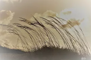 1380 State Hwy 180, Gulf Shores, AL 36542 - Photo 36