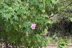 185 Magnolia Loop, Flomaton, AL 36441 - Photo 56