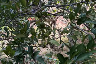 185 Magnolia Loop, Flomaton, AL 36441 - Photo 58