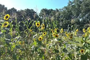 24250 N River Rd, Daphne, AL 36526 - Photo 60