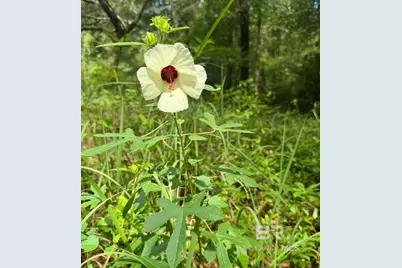 24250 N River Road, Daphne, AL 36526 - Photo 66