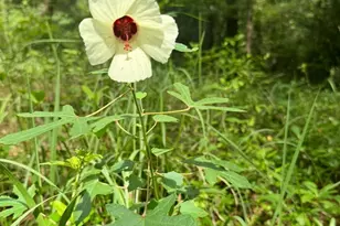 24250 N River Rd, Daphne, AL 36526 - Photo 66