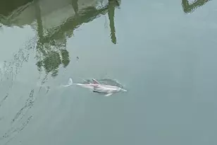 28250 Canal Rd, Orange Beach, AL 36561 - Photo 40