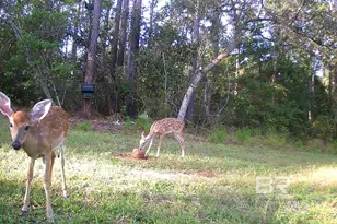 22929 US Hwy 98, Foley, AL 36530 - Photo 54