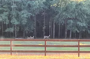 24250 Hack Rd, Bay Minette, AL 36507 - Photo 24