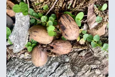 24545 Peavy Lane, Robertsdale, AL 36567 - Photo 28