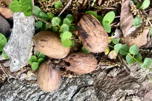 24545 Peavy Ln, Robertsdale, AL 36567 - Photo 28