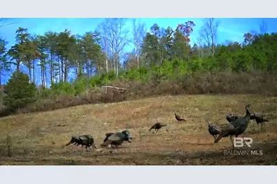 0 County Road 79, Waterloo, AL 36577 - Photo 4