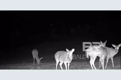 0 County Road 79, Waterloo, AL 36577 - Photo 14