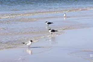 25770 Blufton Ave, Orange Beach, AL 36561 - Photo 72