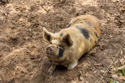 11100 Rhett McConnell Road, Theodore, AL 36582 - Photo 38