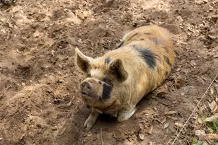 11100 Rhett McConnell Rd, Theodore, AL 36582 - Photo 38