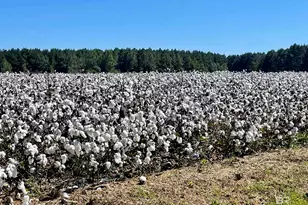 11369 Genuine Risk Cir, Daphne, AL 36526 - Photo 34