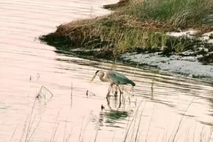 124 Sand Dune Dr, Gulf Shores, AL 36542 - Photo 36