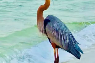 22 Via Deluna Dr, Pensacola Beach, FL 32561 - Photo 52