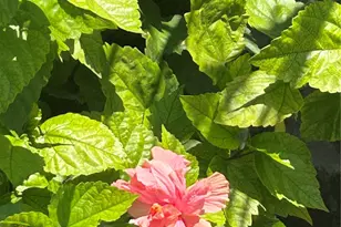 1909 Ala Wai Blvd, Honolulu, HI 96815 - Photo 12