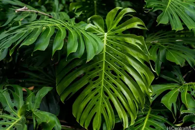 3242 Pelekane Drive, Honolulu, HI 96817 - Photo 22