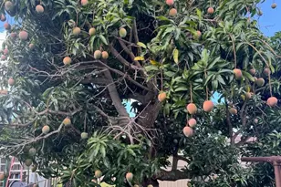 98-219 Pahemo St, Aiea, HI 96701 - Photo 22