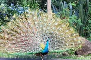 84-665 Ala Mahiku St, Waianae, HI 96792 - Photo 10