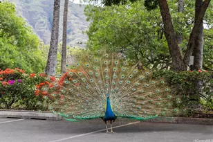 84-770 Kili Dr, Waianae, HI 96792 - Photo 20