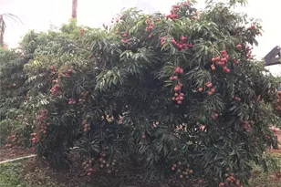 94-1100 Kunia Rd, Waipahu, HI 96797 - Photo 1