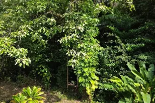 3545 Waakaua St, Honolulu, HI 96822 - Photo 6