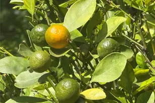 91-1795 Punako St, Ewa Beach, HI 96706 - Photo 20