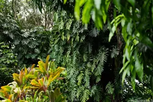 3242 Pelekane Dr, Honolulu, HI 96817 - Photo 16