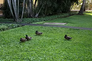 1519 Nuuanu Ave, Honolulu, HI 96817 - Photo 20