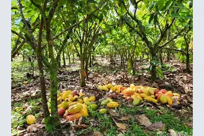 16-1774 40th Avenue, Keaau, HI 96749 - Photo 1