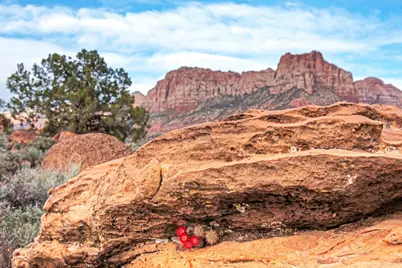 2613 Canyon Point Drive, Springdale, UT 84767 - Photo 6