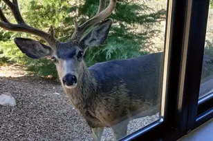 2602 Canyon Point Dr, Springdale, UT 84767 - Photo 90