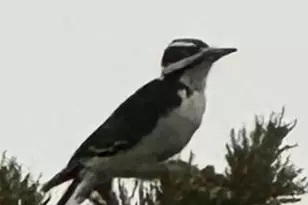 370 E Foothill Cir, Central, UT 84722 - Photo 34