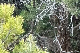 370 E Foothill Cir, Central, UT 84722 - Photo 32