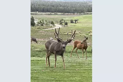 Elk Ridge Estates Lot # 19 Phase 6, Alton, UT 84710 - Photo 8